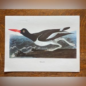 Vintage Audubon Birds of America Lithograph Print, Oystercatcher